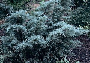 Juniperus chin. 'Angelica Blue'