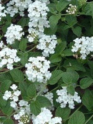 Lantana 'Cascade White'