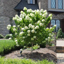 Load image into Gallery viewer, Hydrangea pan. &#39;Limelight&#39; - Tree Form
