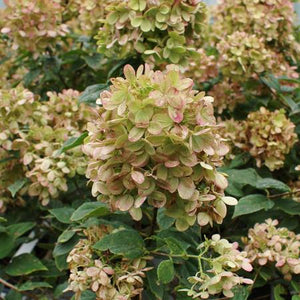 Hydrangea pan. 'Limelight' - Tree Form