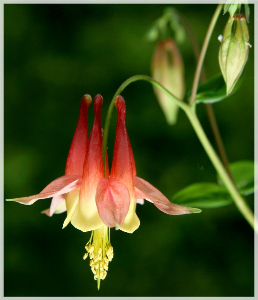 Aquilegia can. 'Little Lanterns' - Columbine – Pondside Nursery