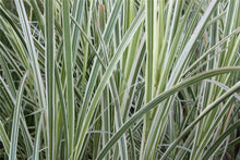 Load image into Gallery viewer, Miscanthus s. &#39;Variegatus&#39;
