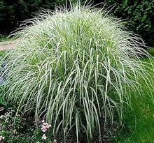 Load image into Gallery viewer, Miscanthus s. &#39;Variegatus&#39;
