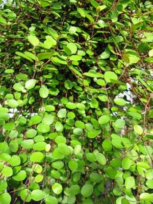 Muehlenbeckia axillaris - Wire Vine