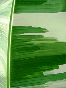 Musa 'Royal Variegated' - Rare Banana Plant