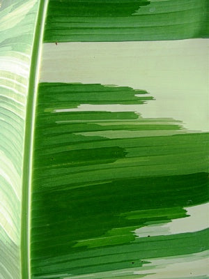 Musa 'Royal Variegated' - Rare Banana Plant