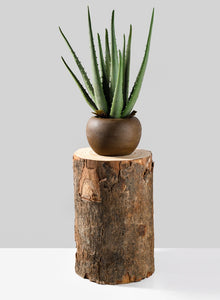 Paulownia Wood Tree Trunk Vase