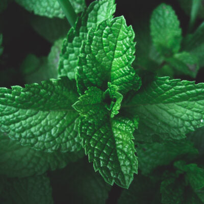 Mentha piperita - Peppermint