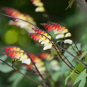 Mina lobata - Spanish Flag Vine