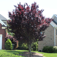 Load image into Gallery viewer, Prunus &#39;Newport&#39; - Flowering Plum
