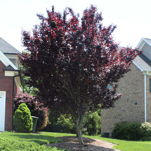 Prunus 'Newport' - Flowering Plum