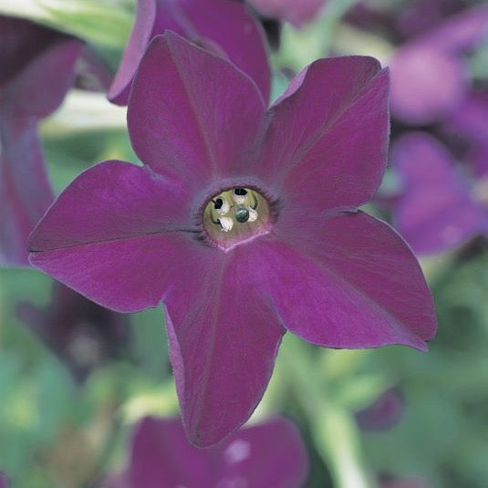 Nicotiana 'Perfume Deep Purple'