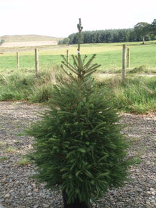 Picea abies - Norway Spruce
