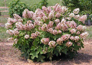 Hydrangea quer. 'Munchkin' - Oakleaf Hydrangea