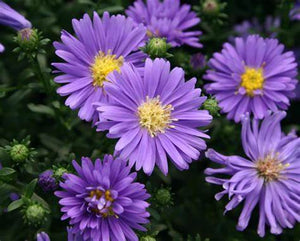 Aster 'Dragon'