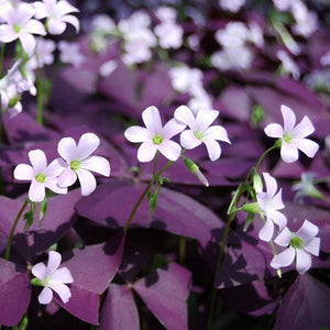 Oxalis triangularis