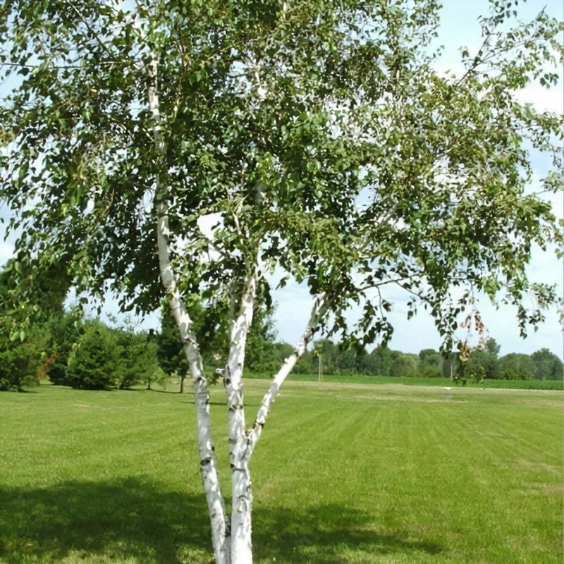 Betula papyrifera - Paper Birch