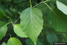 Load image into Gallery viewer, Betula papyrifera - Paper Birch
