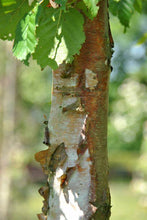 Load image into Gallery viewer, Betula papyrifera - Paper Birch
