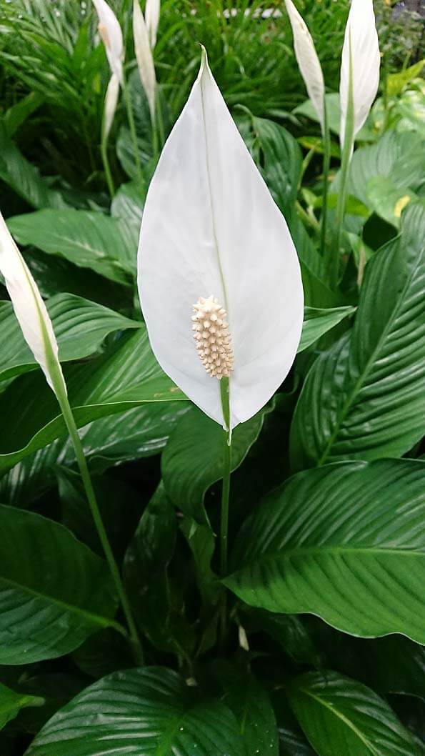 Spathiphyllum wallis - Peace Lily