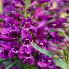 Load image into Gallery viewer, Penstemon &#39;Pristine Lilac Purple&#39;
