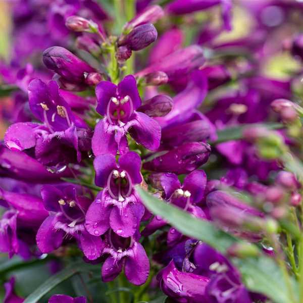 Penstemon 'Pristine Lilac Purple'