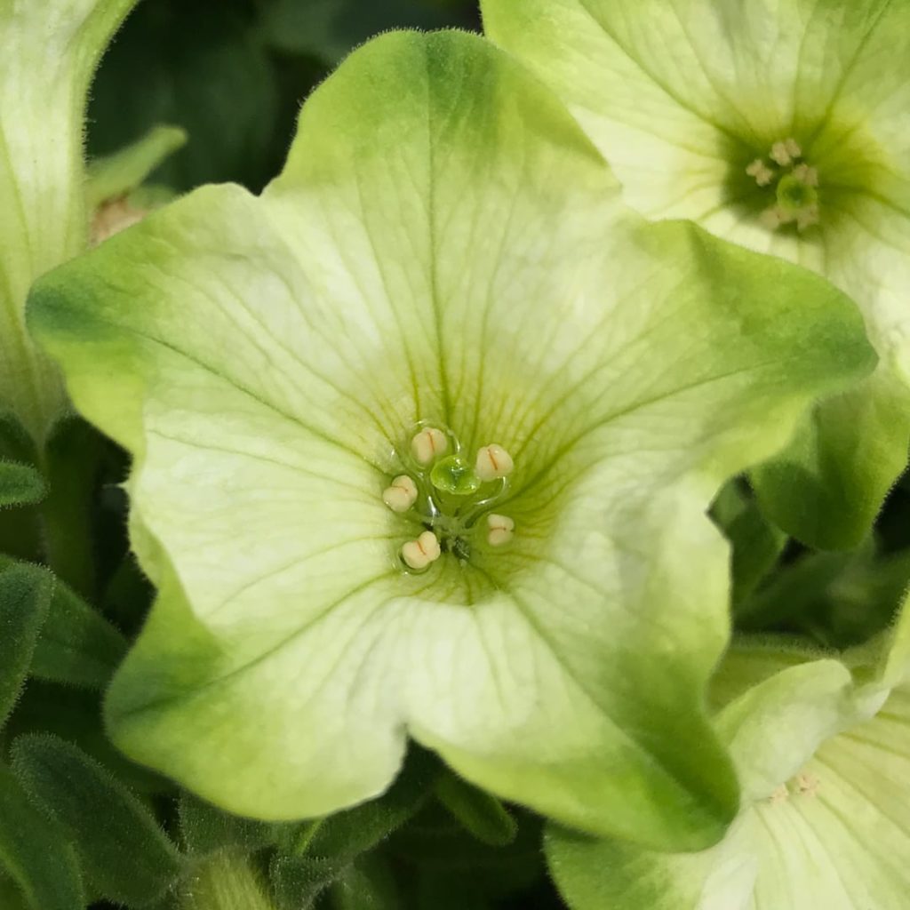 Petunia 'Ray Pistachio Cream'
