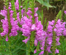 Load image into Gallery viewer, Physostegia &#39;Autumn Carnival&#39; - Obedient Plant
