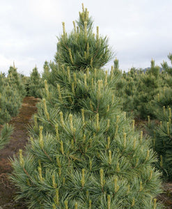 Pinus cembr. ‘Westerstede’