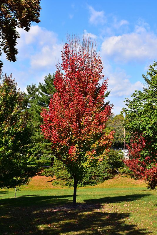 Acer rubrum 'Red Rocket' - Red Maple