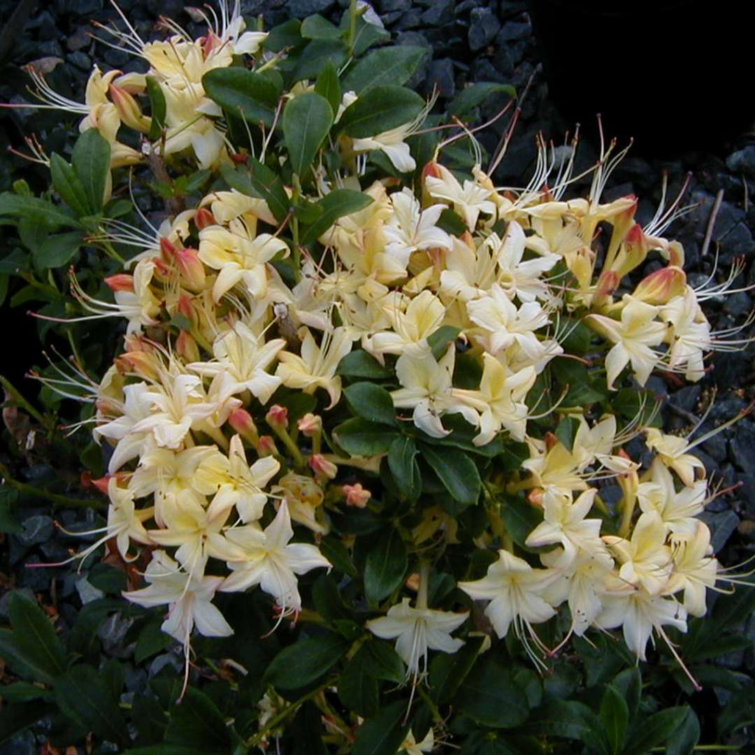 Azalea visc. 'Lemon Drop' – Pondside Nursery