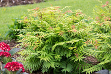 Load image into Gallery viewer, Sorbaria &#39;Cherry on Top&#39; - False Spiraea
