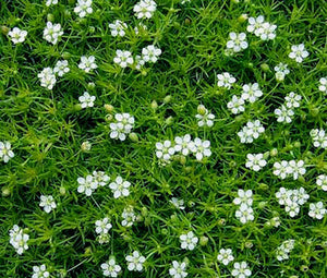 Sagina subulata - Irish Moss