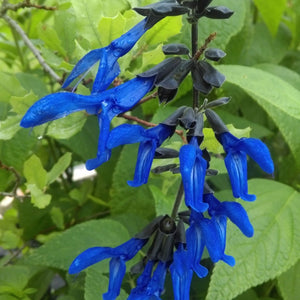 Salvia guaranitica