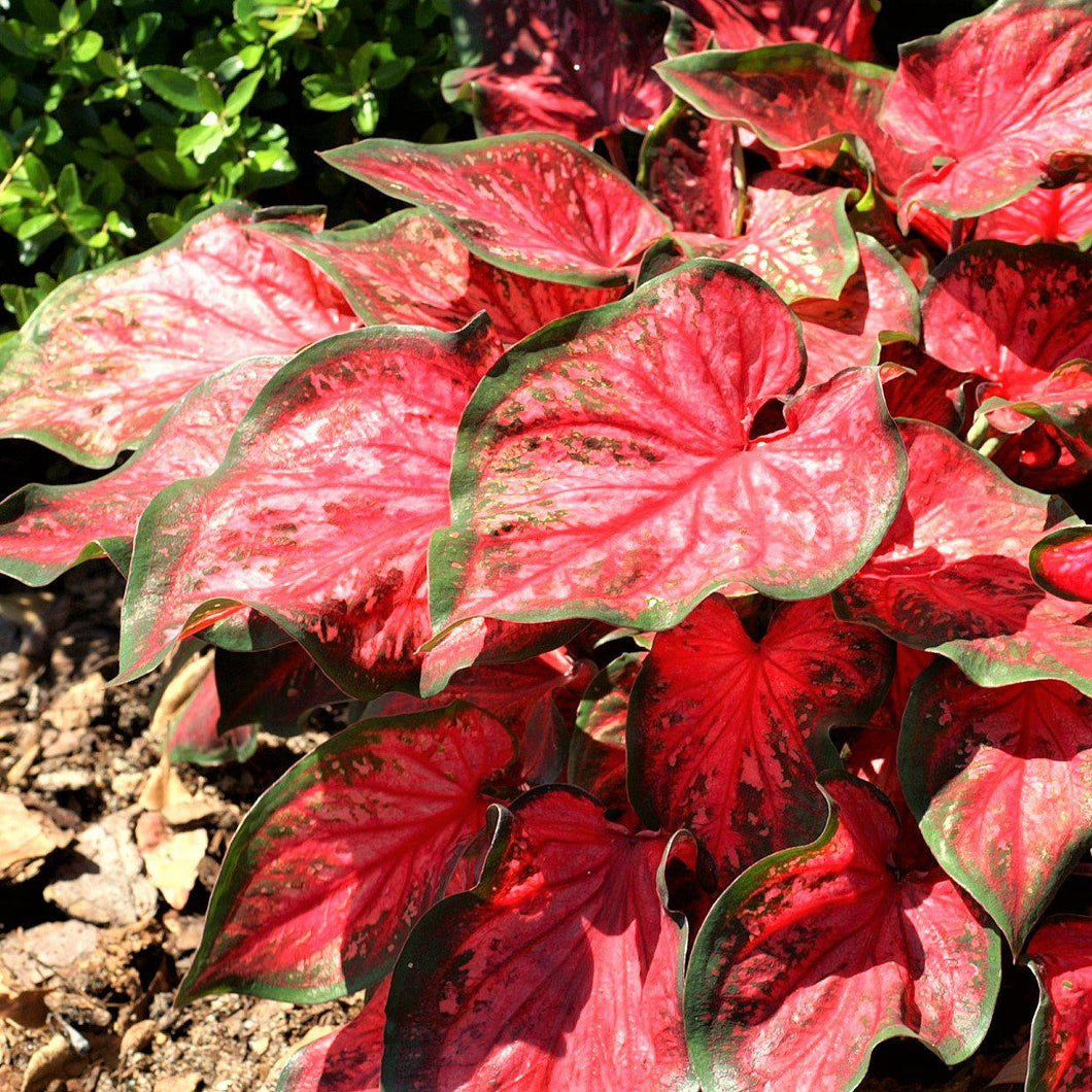 Caladium 'Burst my Bubble'