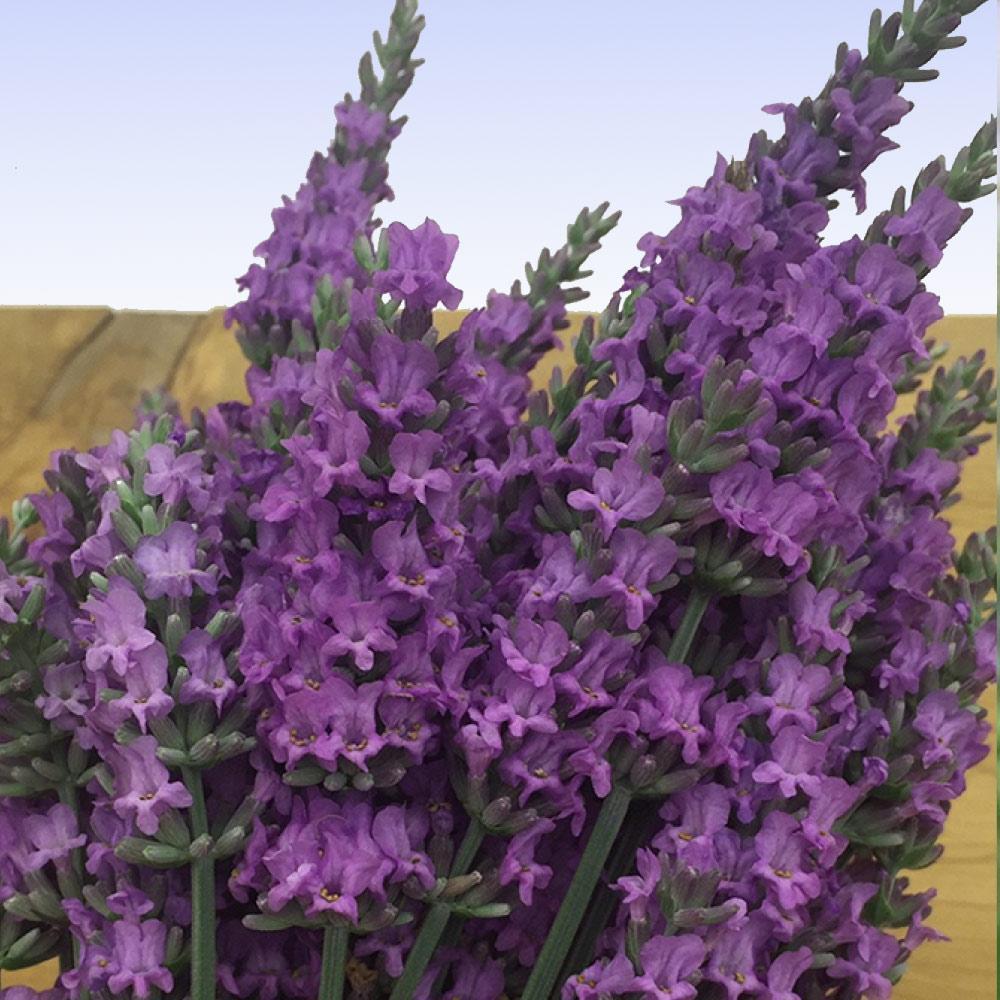 Lavandula int. 'Sensational' - Lavender