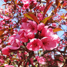 Load image into Gallery viewer, Malus &#39;Showtime&#39; - Crabapple
