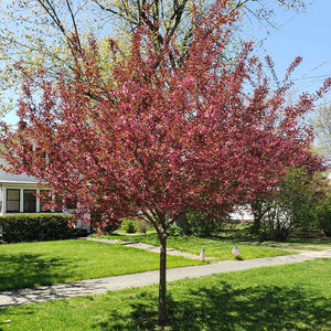 Malus 'Showtime' - Crabapple