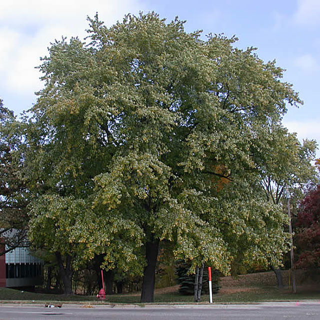 Acer sac. 'Silver Queen' - Silver Maple