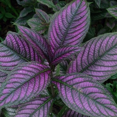 Strobilanthes 'Persian Shield'