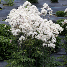 Load image into Gallery viewer, Thalictrum &#39;Nimbus White&#39; - Meadow Rue
