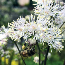 Load image into Gallery viewer, Thalictrum &#39;Nimbus White&#39; - Meadow Rue
