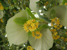 Load image into Gallery viewer, Tillia tom. &#39;Sterling&#39; - Linden Tree
