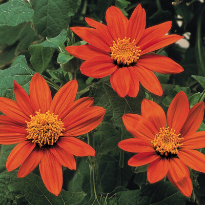 Tithonia 'Fiesta del Sol'