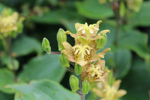 Tricyrtis latifolia - Toad Lily