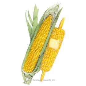 SEEDS: Corn (Sweet Yellow) True Gold - Organic