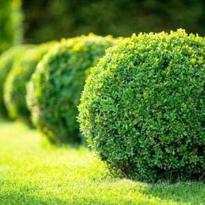 Buxus 'Winter Gem' - Boxwood