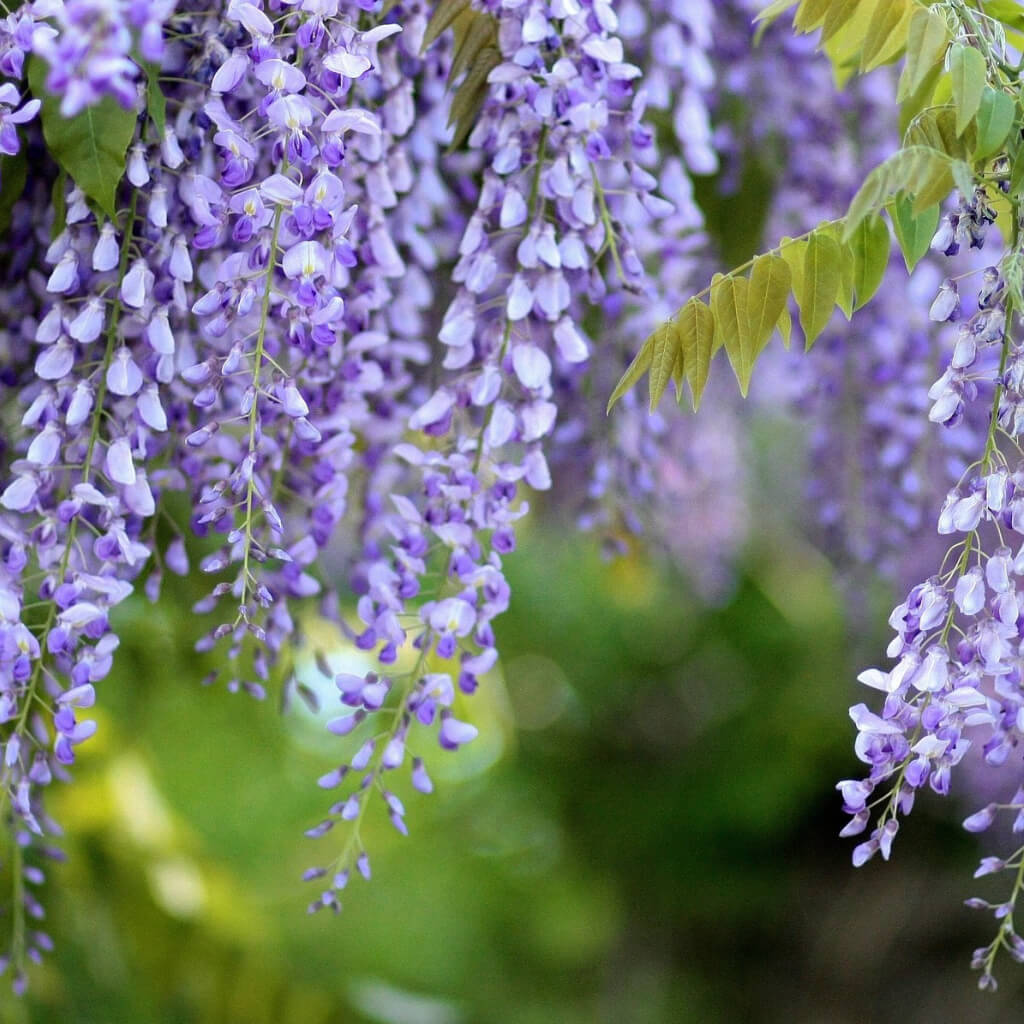 Wisteria macr. ‘Blue Moon’