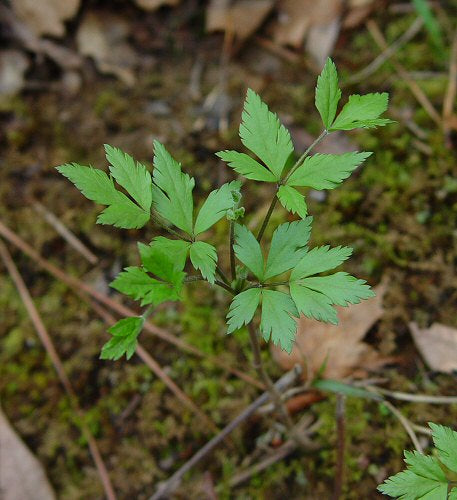 Xanthoriza simplicissima - Yellowroot