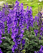 Load image into Gallery viewer, Aconitum napellus
